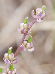 Triglochin laxiflora image