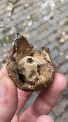 Geastrum