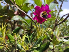 Andesanthus lepidotus