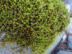 Racomitrium aciculare