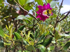 Andesanthus lepidotus