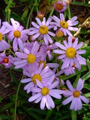 Senecio umbellatus