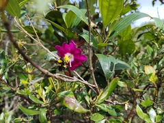 Andesanthus lepidotus