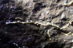 Plumatella emarginata