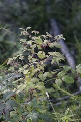 Rubus idaeus