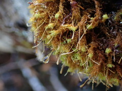 Ulota obtusiuscula