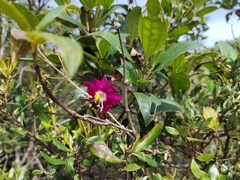 Andesanthus lepidotus