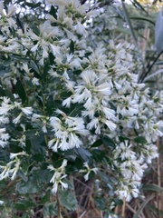 Baccharis halimifolia