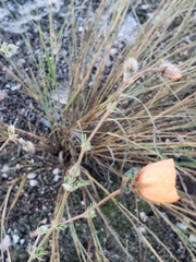 Sphaeralcea hastulata