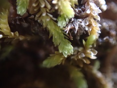 Douinia ovata
