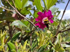 Andesanthus lepidotus