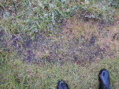 Ranunculus samojedorum