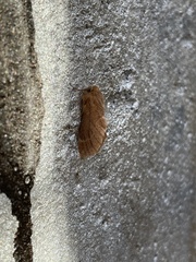 Ptilophora plumigera