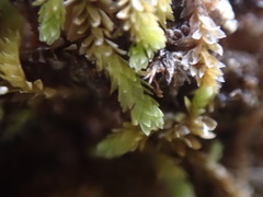 Douinia ovata