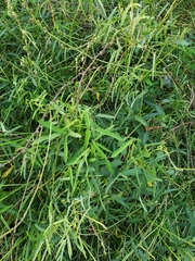 Crotalaria lanceolata