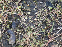 Ranunculus samojedorum