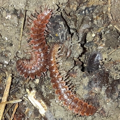 Pseudopolydesmus