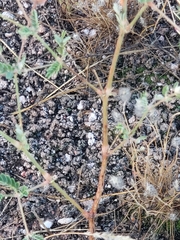 Sphaeralcea hastulata