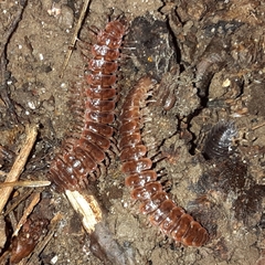 Pseudopolydesmus