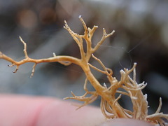 Sphaerophorus venerabilis