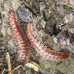 Pseudopolydesmus