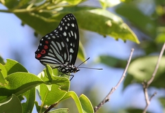Hestina assimilis