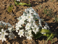 Zephyra compacta