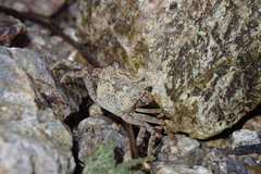 Cryptopotamon anacoluthon