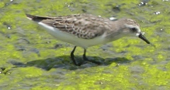 Charadriiformes