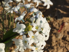 Zephyra compacta