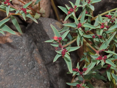 Euphorbia thinophila