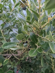 Ilex glabra