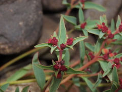 Euphorbia thinophila
