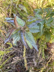 Monarda fistulosa