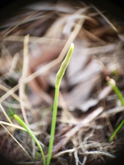 Narcissus