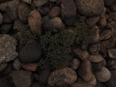 Euphorbia thinophila
