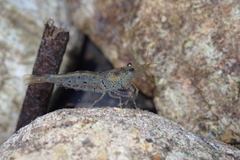 Caridina cantonensis