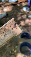 Vaejovis carolinianus