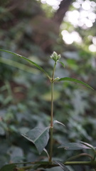 Lepidagathis stenophylla