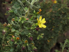 Oxalis virgosa