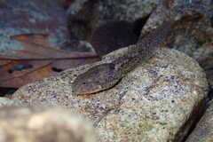 Quasipaa exilispinosa