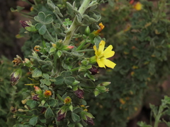 Oxalis virgosa