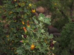 Oxalis virgosa
