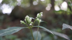 Lepidagathis stenophylla