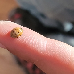 Harmonia quadripunctata