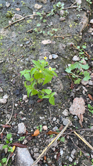 Galinsoga parviflora