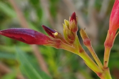 Nerium oleander