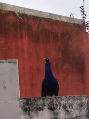 Pavo cristatus