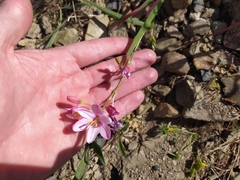 Ixia scillaris