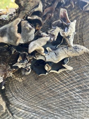 Auricularia